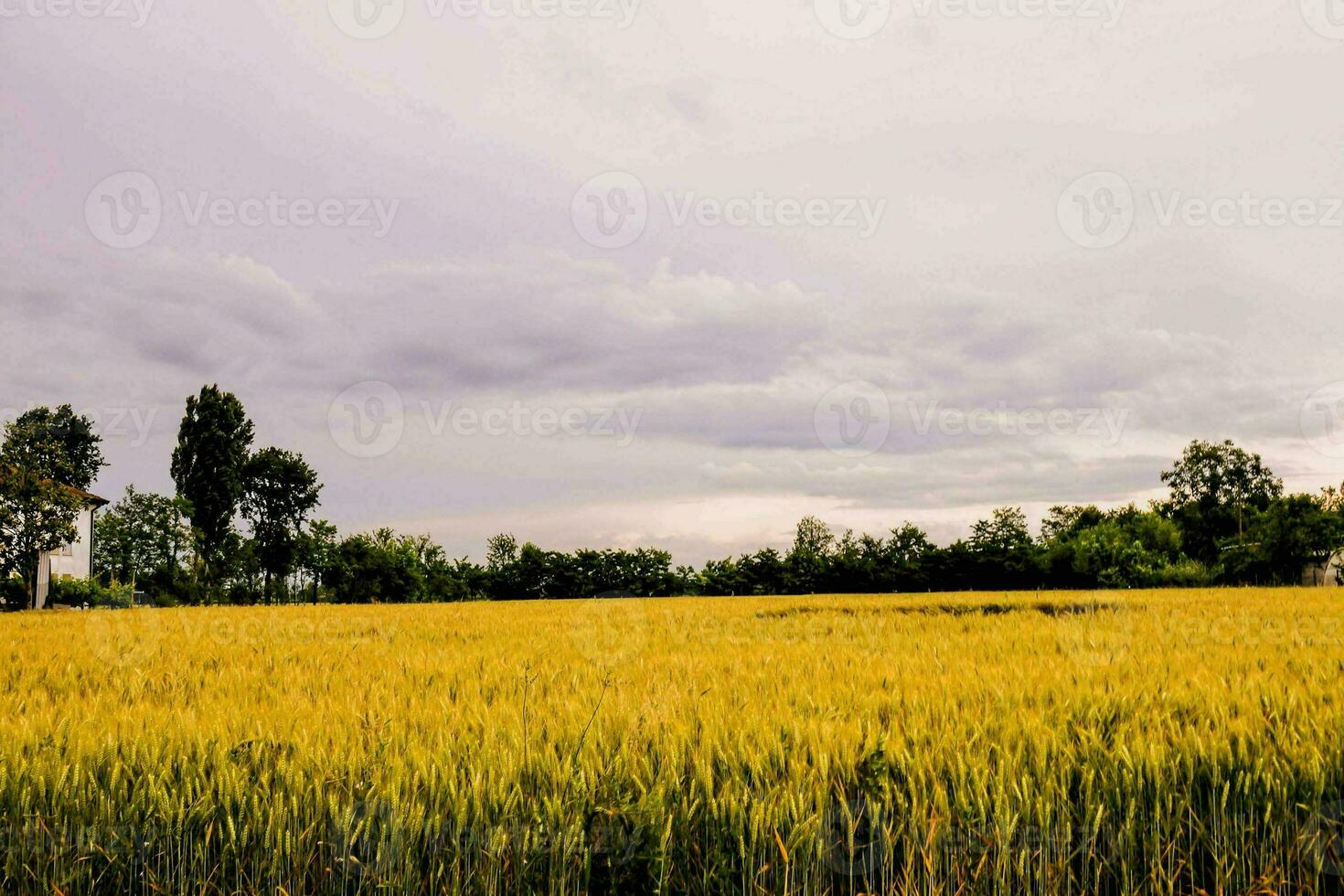 a field of ripe wheat under a cloudy sky photo
