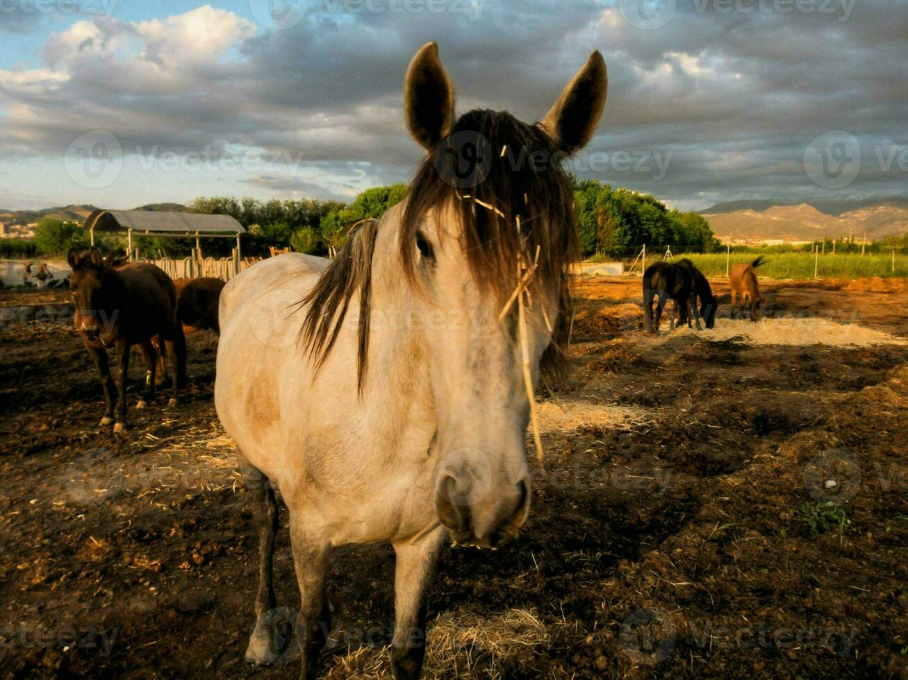 un caballo es en pie en un suciedad campo foto