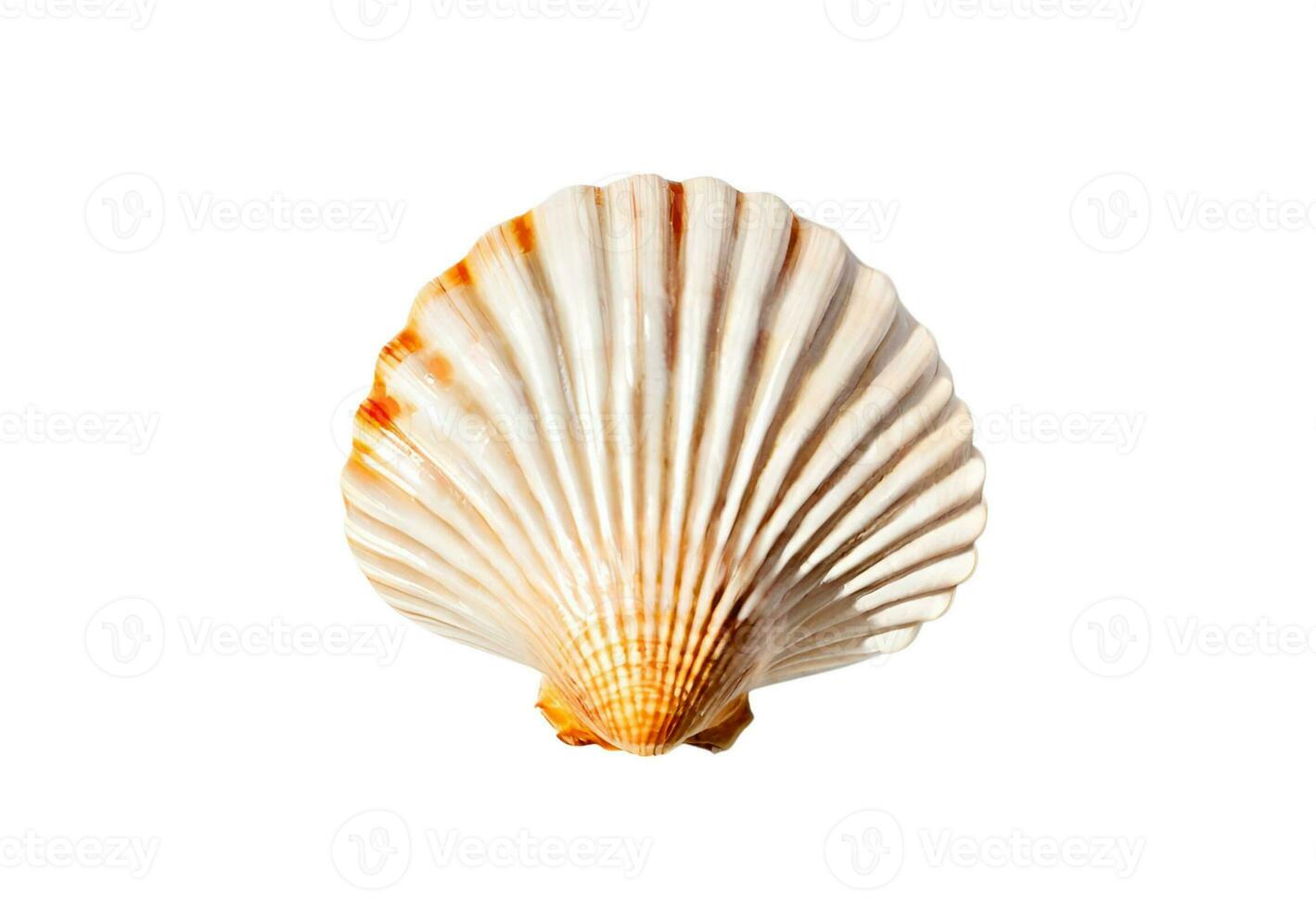 shell isolated on white background photo