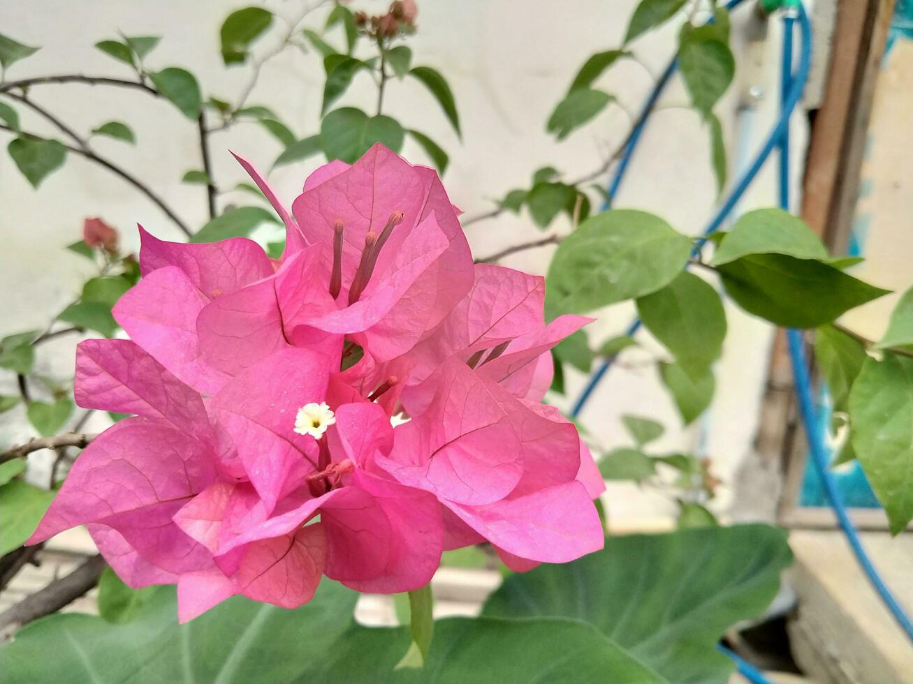 a lonely flower without friends photo