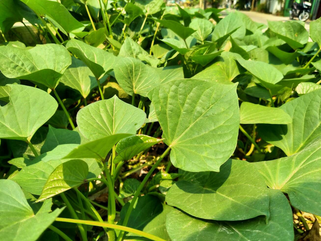 This is a sweet potato leaf that has a shape that looks like a love shape. photo