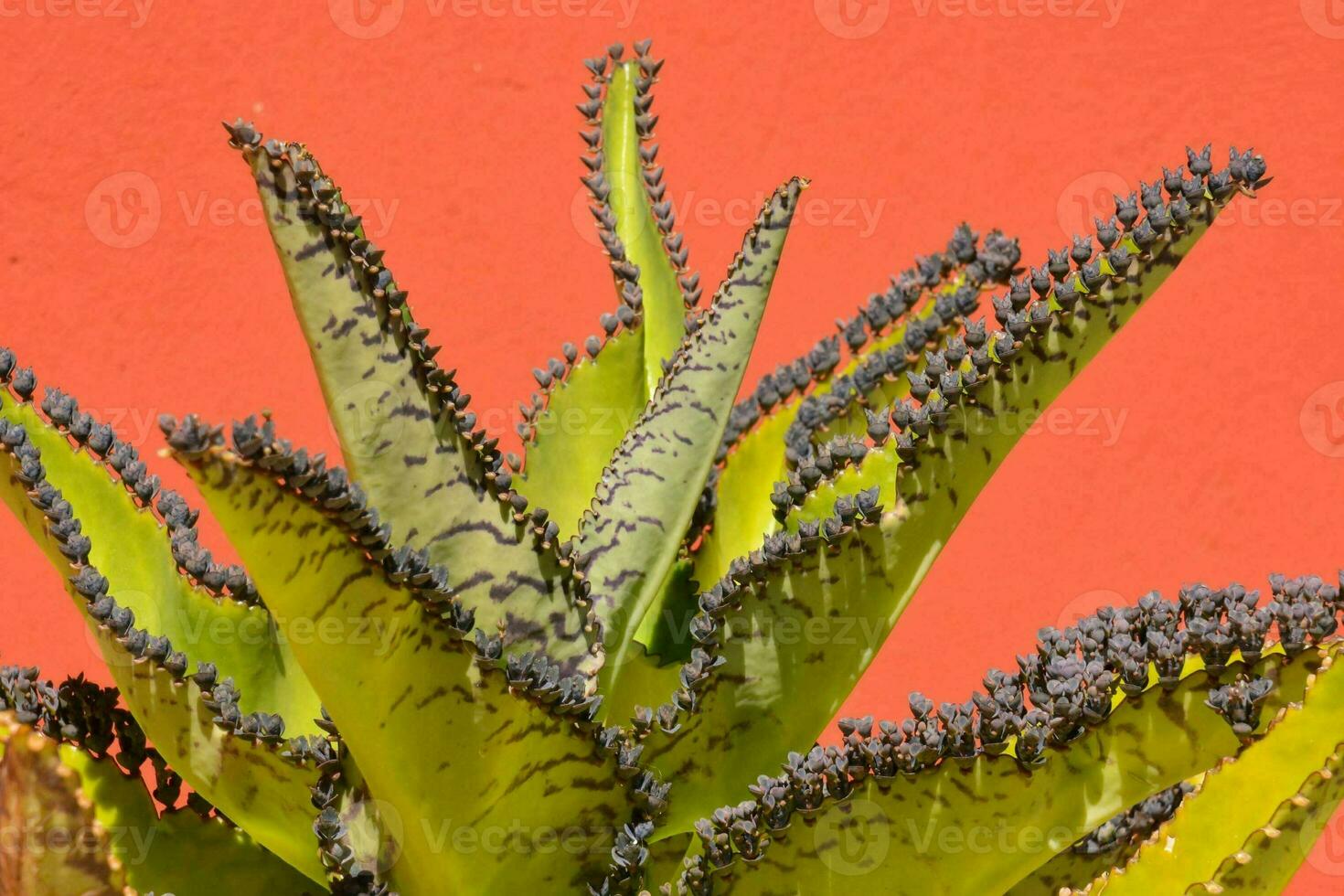 a plant with purple and green leaves against a red wall photo