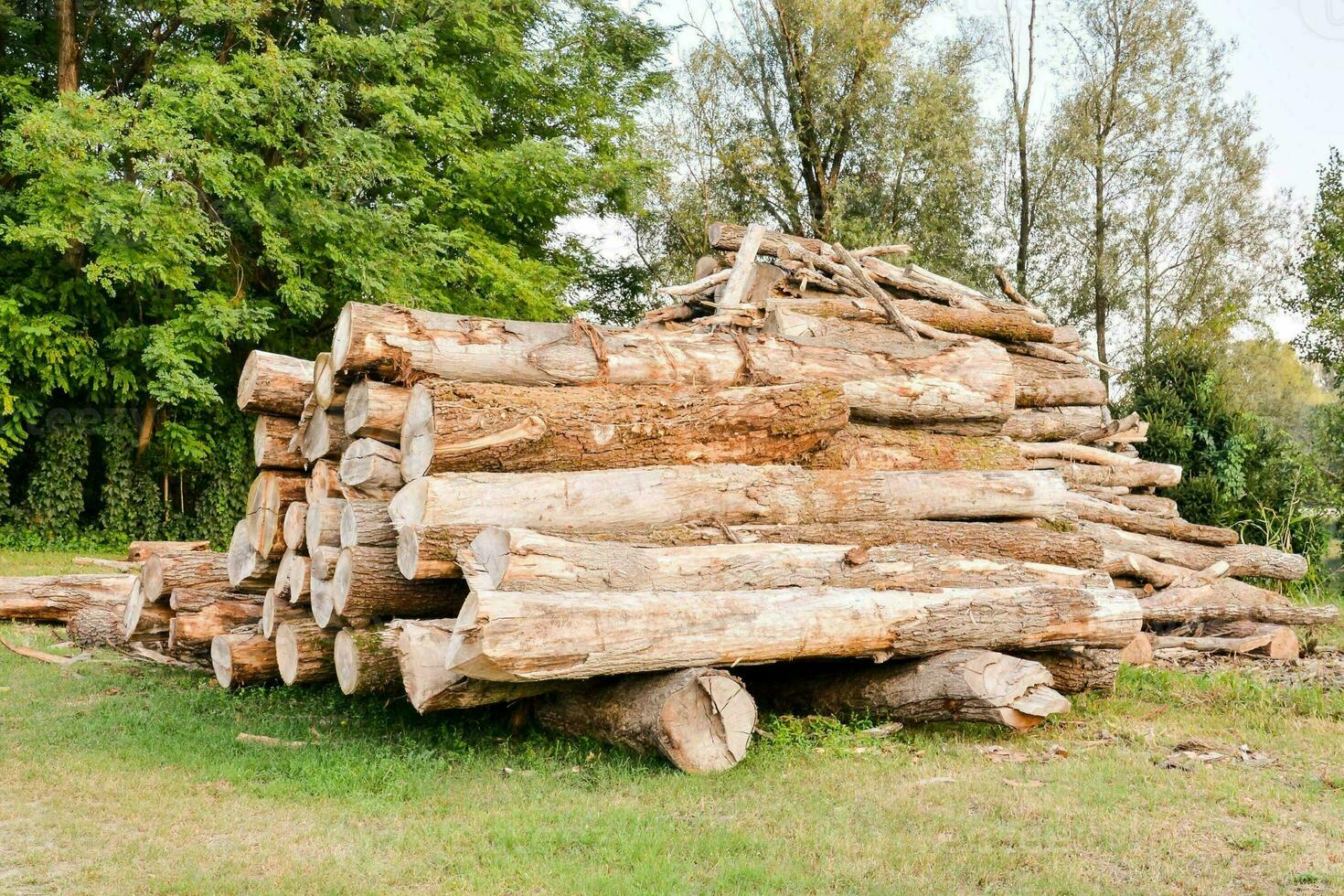 a pile of logs in the forest photo