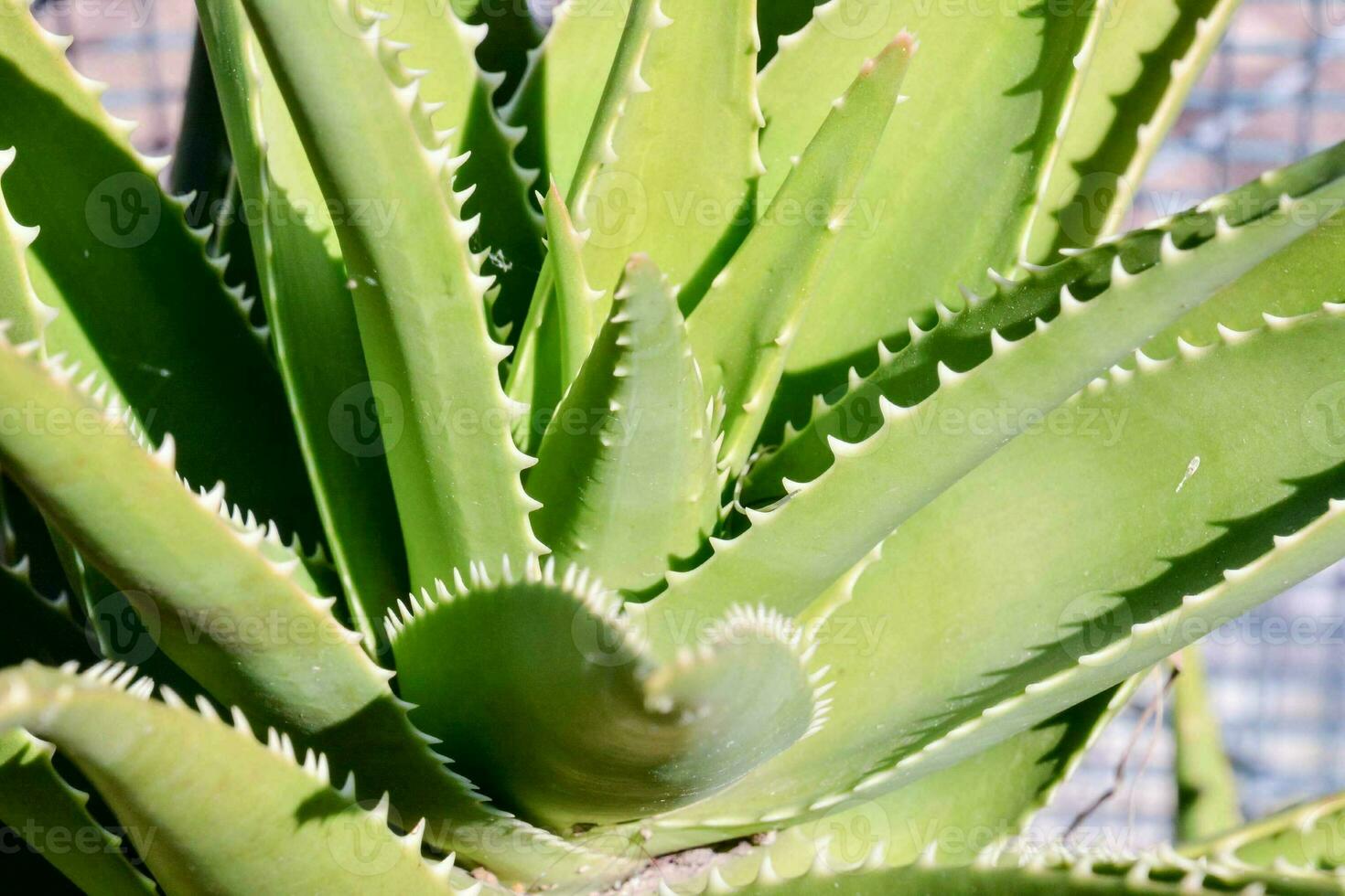 an aloe vera plant with sharp spines photo