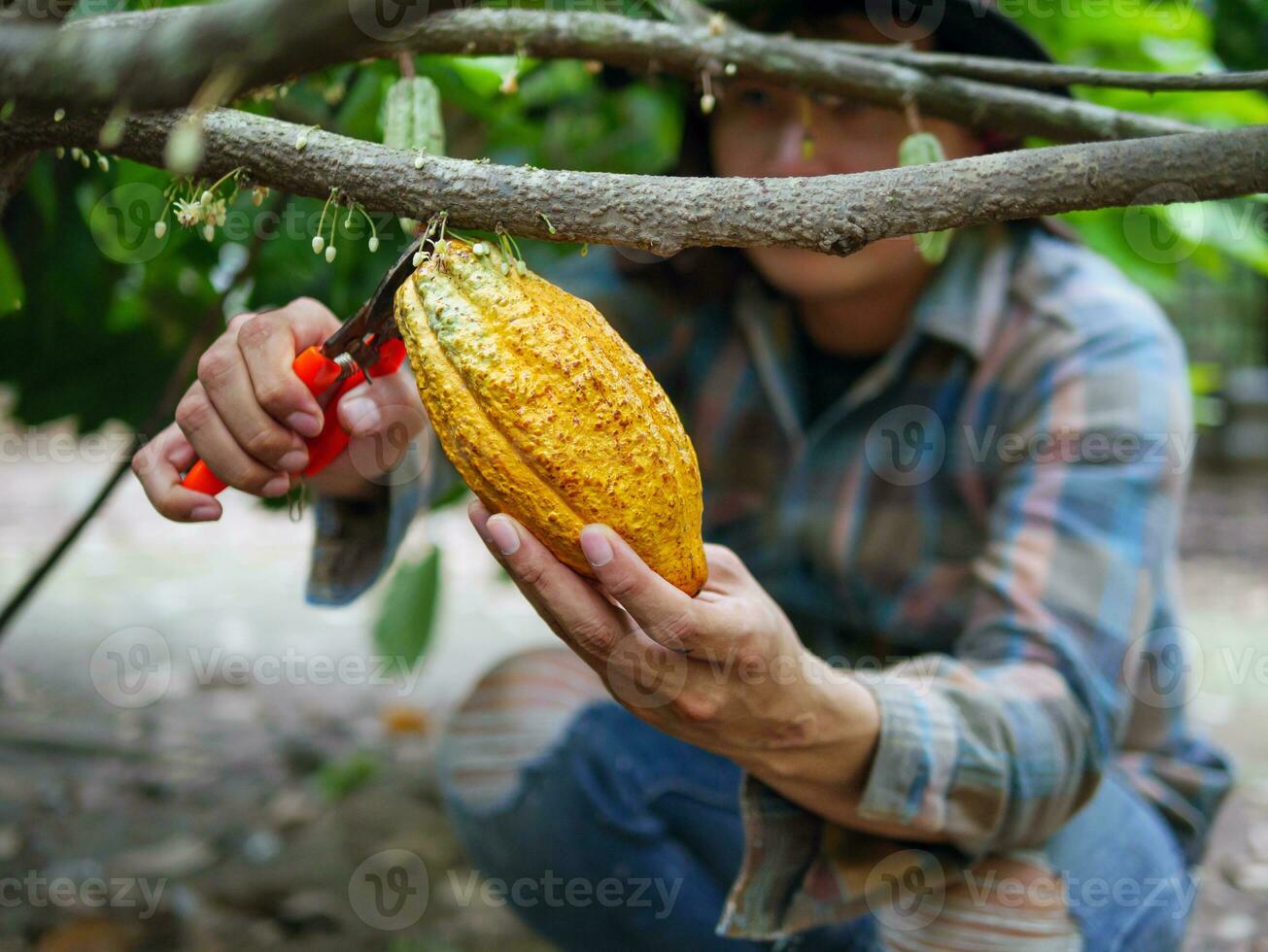 Close-up hands of a cocoa farmer use pruning shears to cut the cocoa pods or fruit ripe yellow cacao from the cacao tree. Harvest the agricultural cocoa business produces. photo