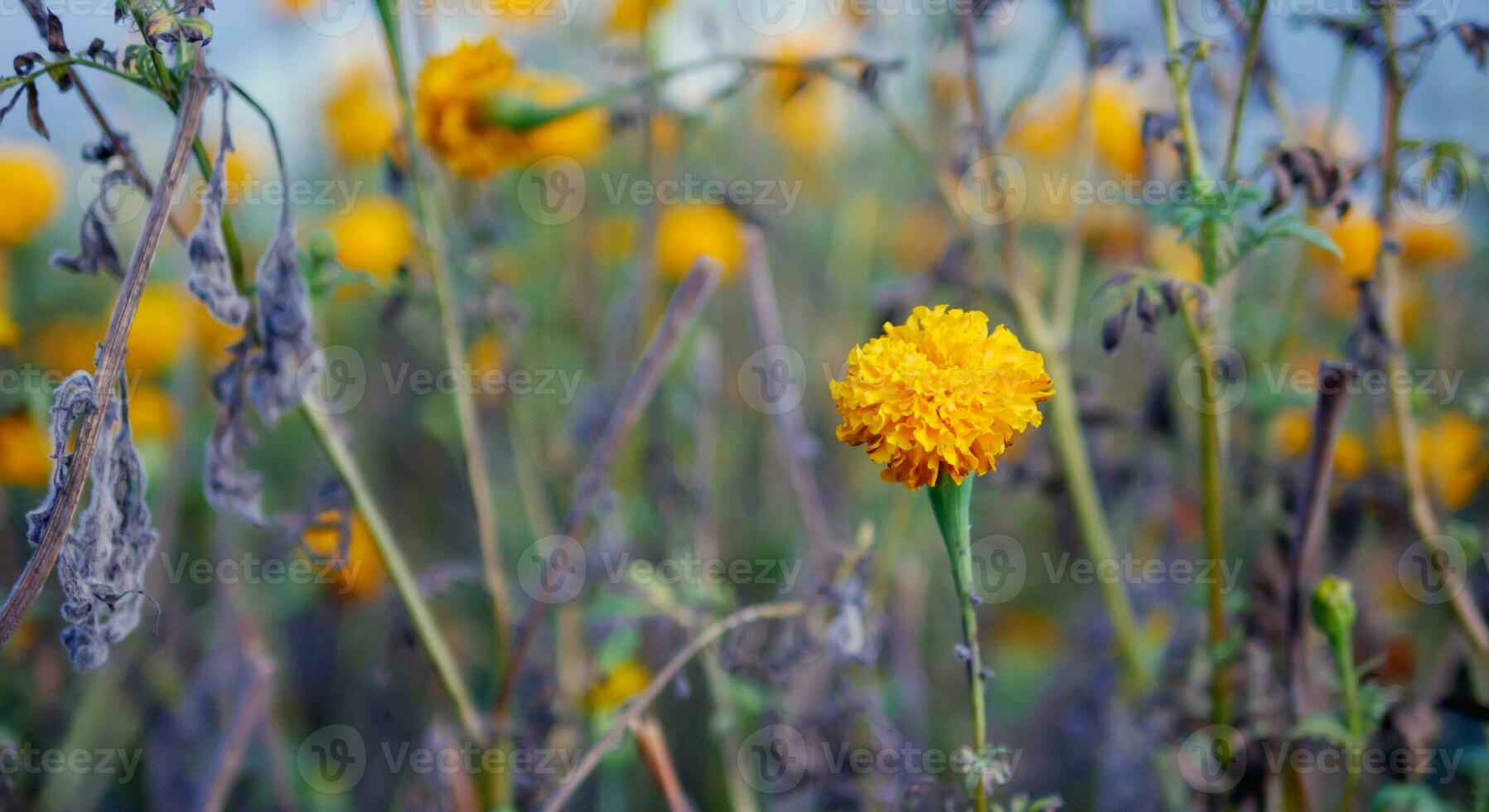 Beautiful orange marigold flowers in the field, Booming yellow marigold flower garden plantation in morning photo