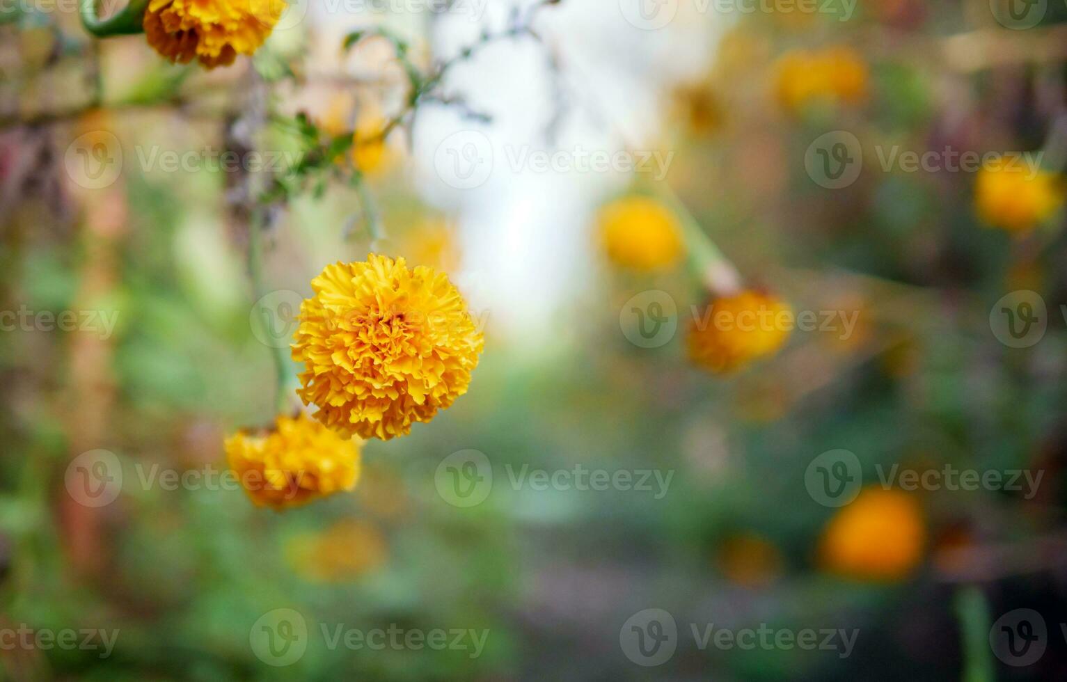 Beautiful orange marigold flowers in the field, Booming yellow marigold flower garden plantation in morning photo