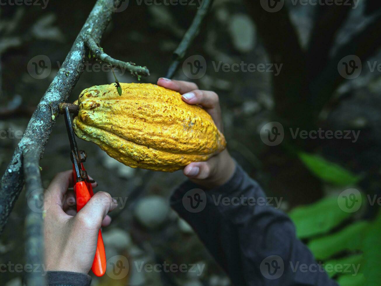 las manos de cierre de un agricultor de cacao usan tijeras de podar para cortar las vainas de cacao o el cacao amarillo maduro del árbol de cacao. cosecha que produce el negocio agrícola del cacao. foto