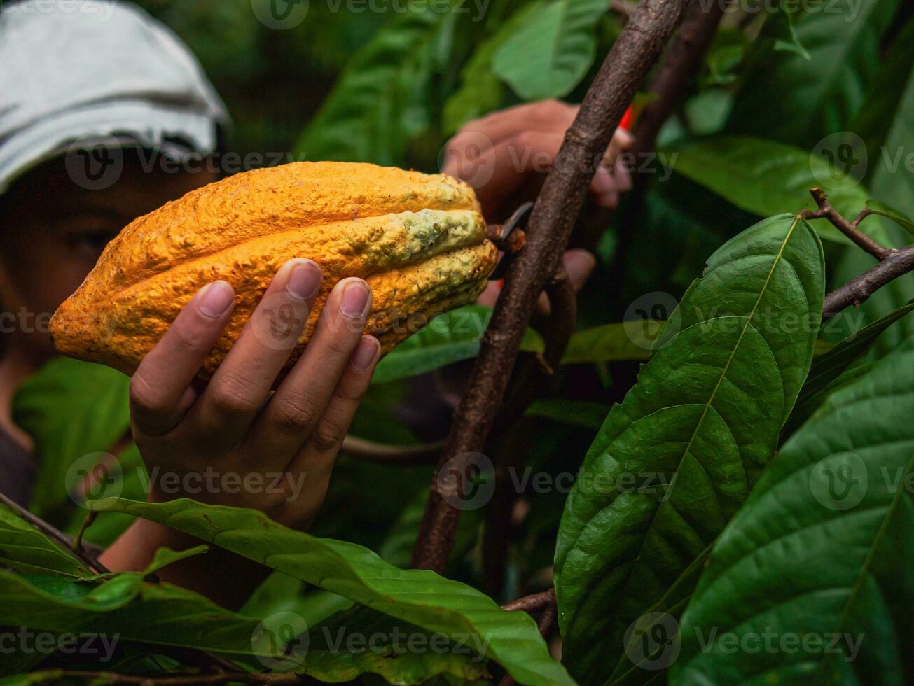 las manos de cierre de un agricultor de cacao usan tijeras de podar para cortar las vainas de cacao o el cacao amarillo maduro del árbol de cacao. cosecha que produce el negocio agrícola del cacao. foto