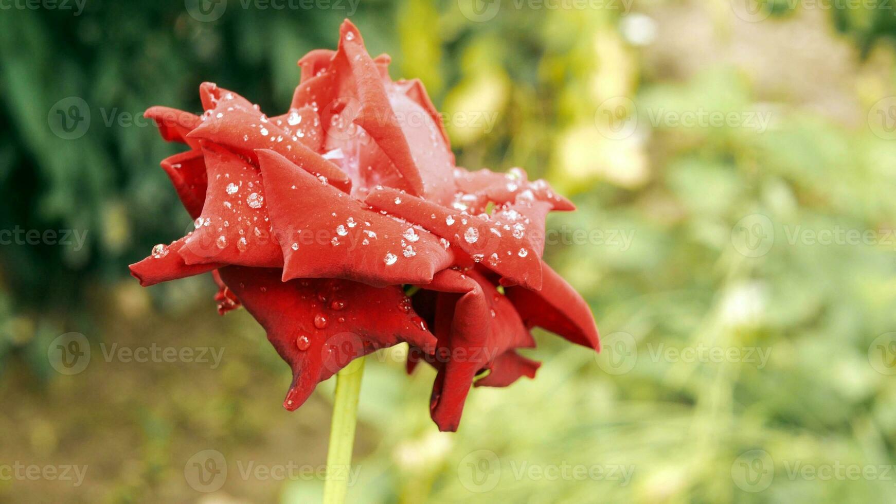 Close-up of Beautiful bright one red rose in dew drops after rain in the spring garden outdoors and green leaf blur in background photo