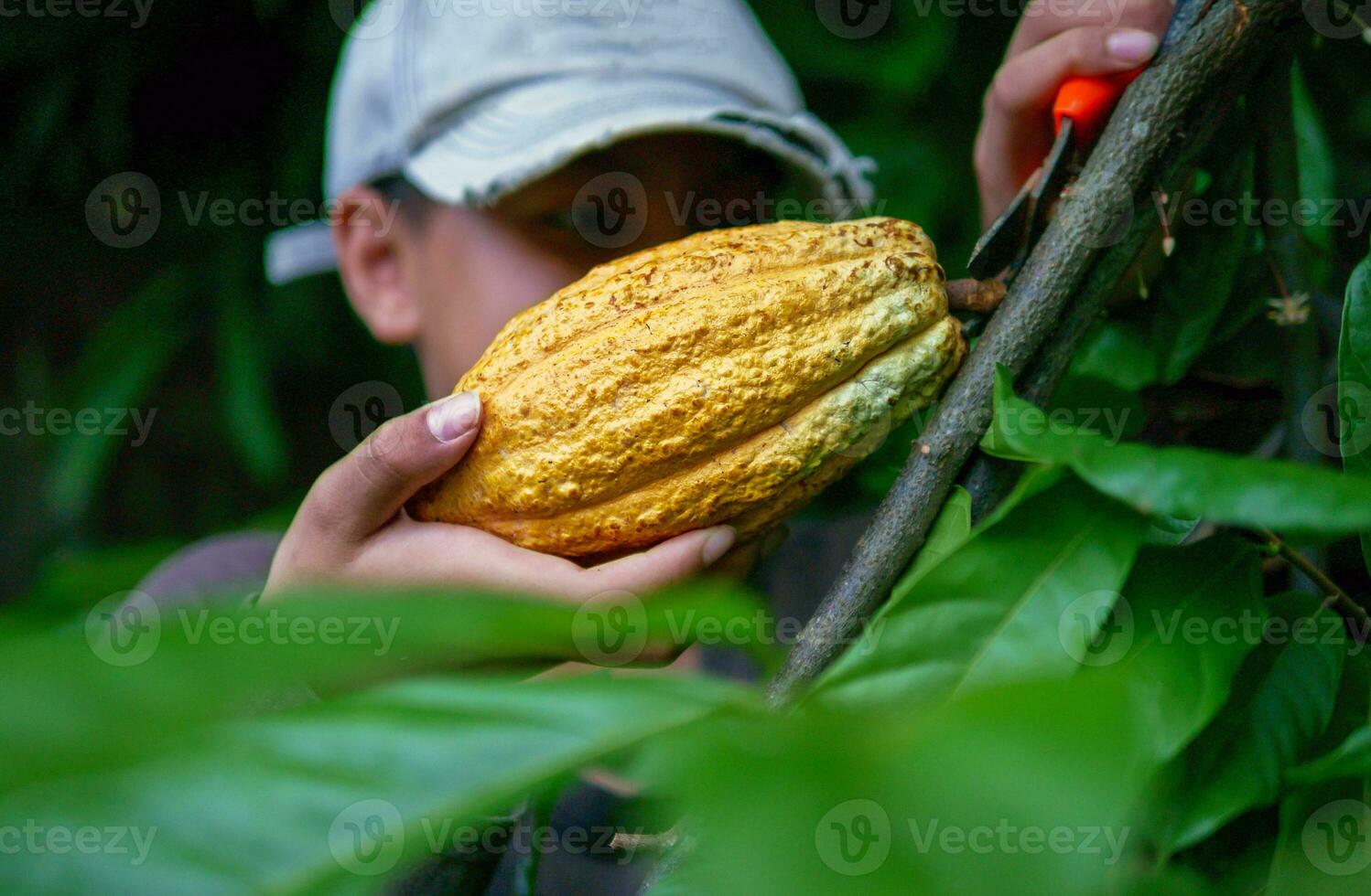 las manos de cierre de un agricultor de cacao usan tijeras de podar para cortar las vainas de cacao o el cacao amarillo maduro del árbol de cacao. cosecha que produce el negocio agrícola del cacao. foto