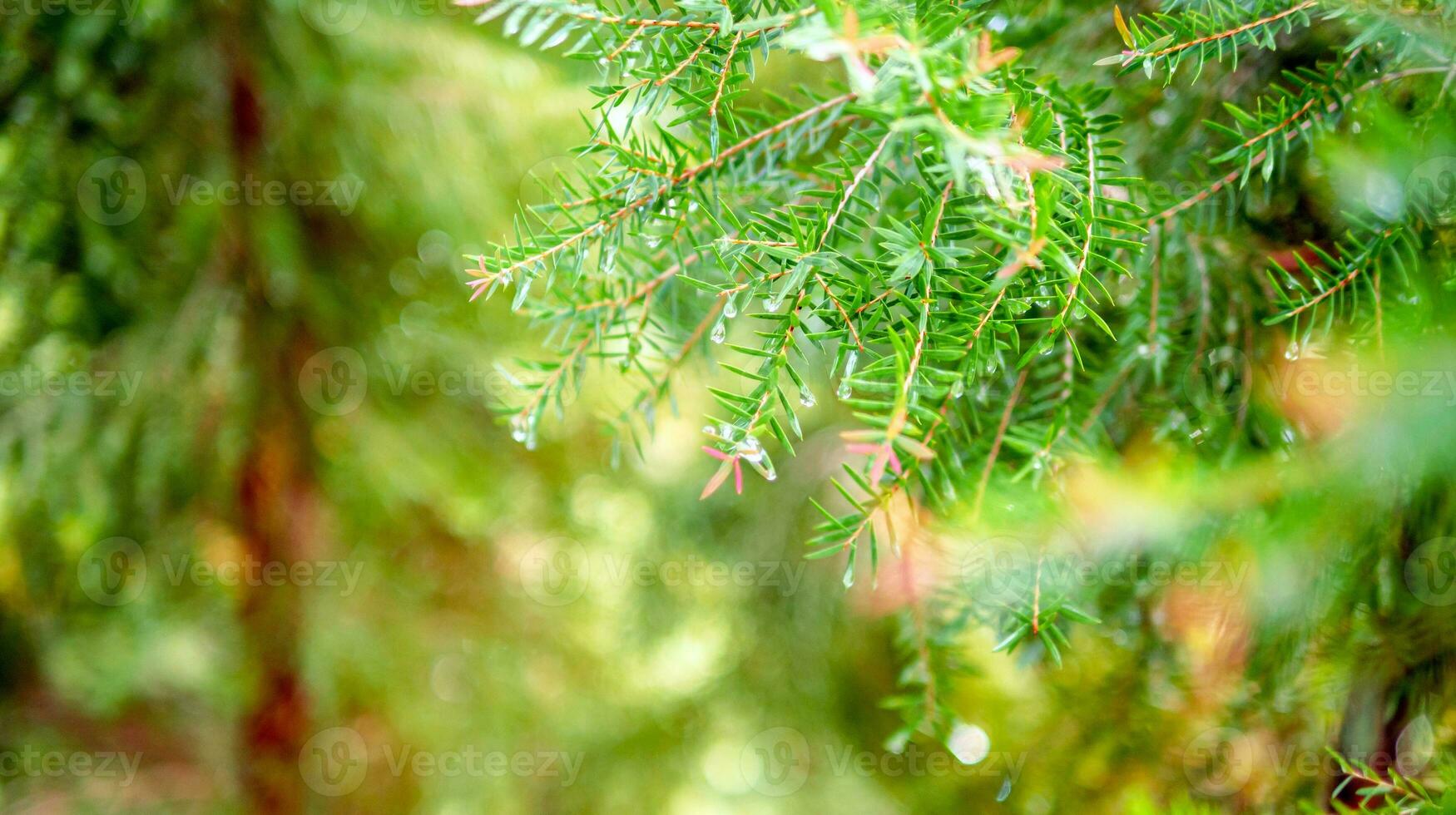 Abstract background of a  green pine tree Christmas natural bokeh, Beautiful abstract natural background. Defocused blurry sunny foliage of green pine trees Christmas background. photo