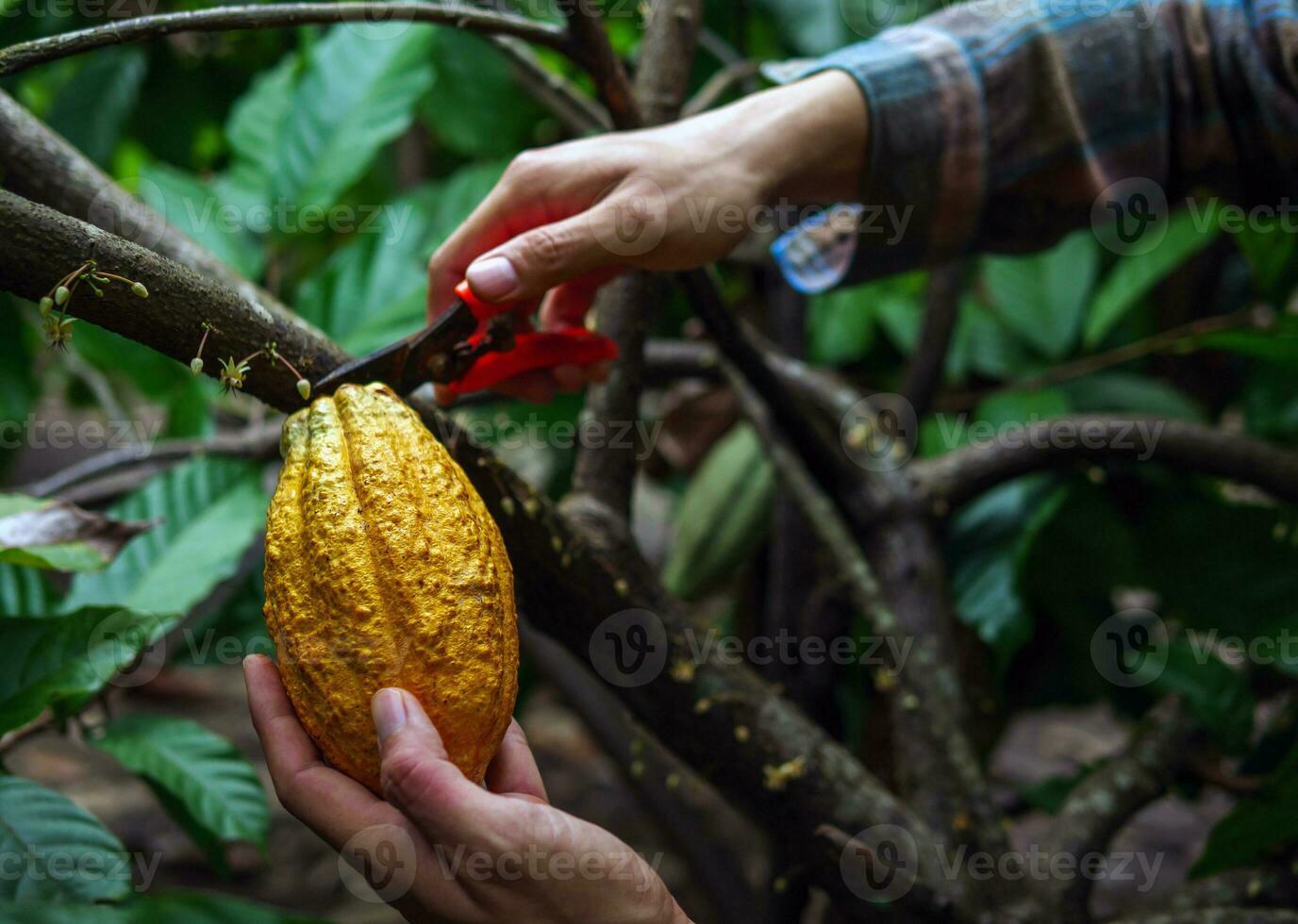 Close-up hands of a cocoa farmer use pruning shears to cut the cocoa pods or fruit ripe yellow cacao from the cacao tree. Harvest the agricultural cocoa business produces. photo