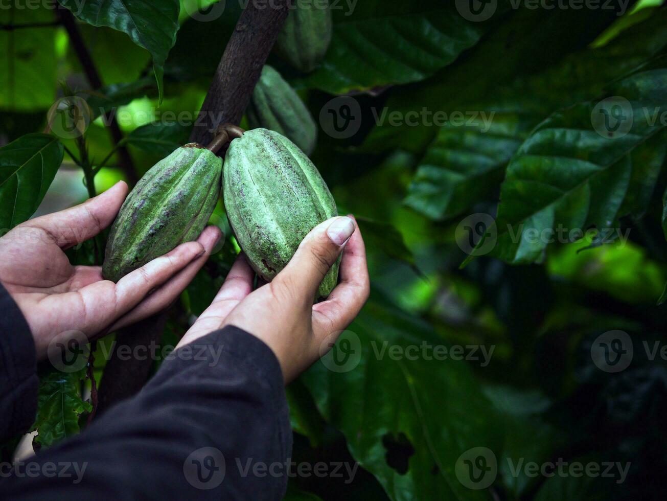 Agriculture green raw cacao pods or raw green cacao fruit on cocoa tree in the hands of cocoa boy farmer, harvested in a cocoa plantation photo