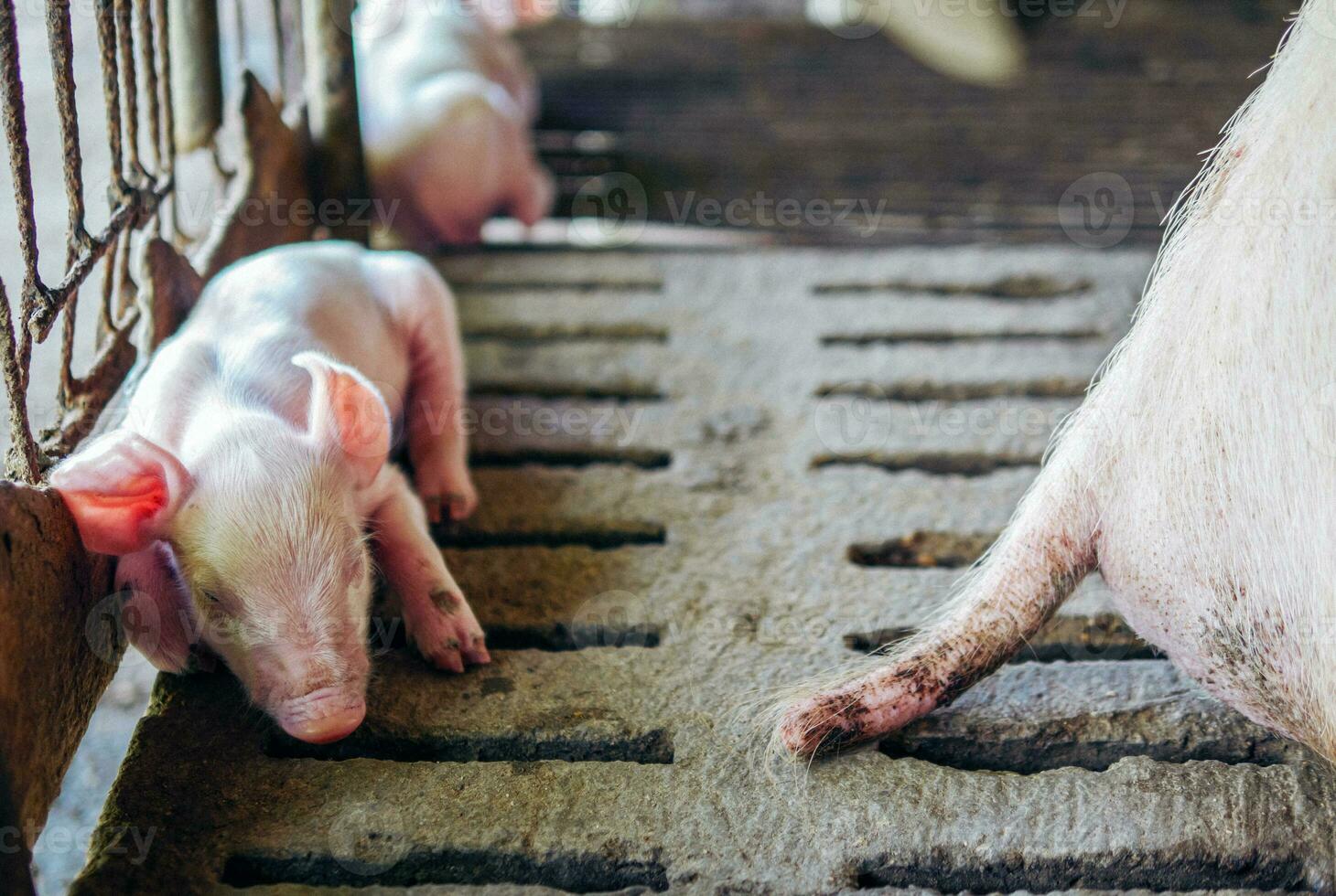 A week-old piglet cute newborn close your eyes and sleeping on the pig farm with other piglets, Close-up photo