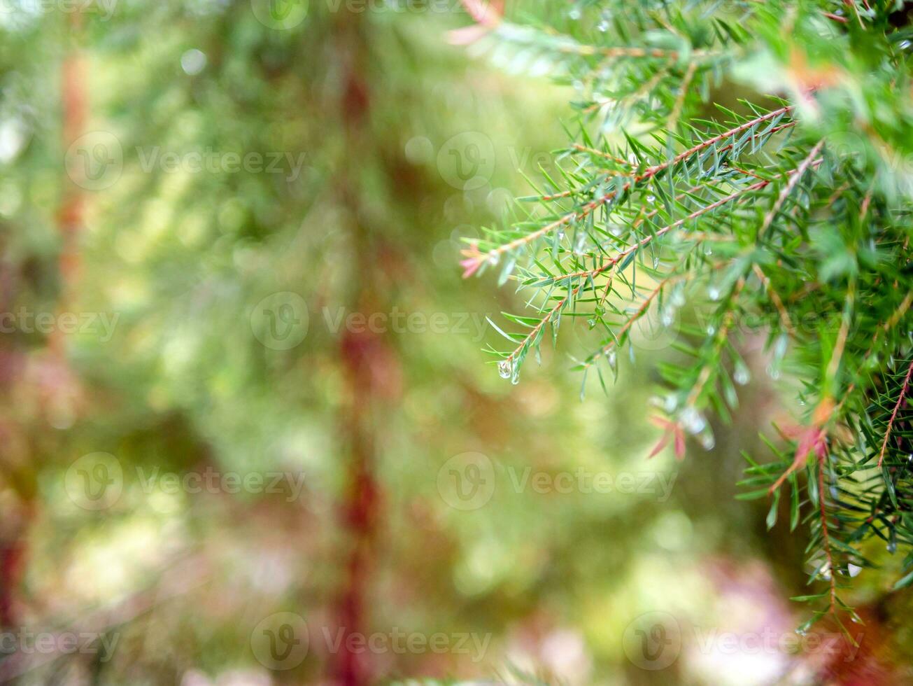 Abstract background of a  green pine tree Christmas natural bokeh, Beautiful abstract natural background. Defocused blurry sunny foliage of green pine trees Christmas background. photo