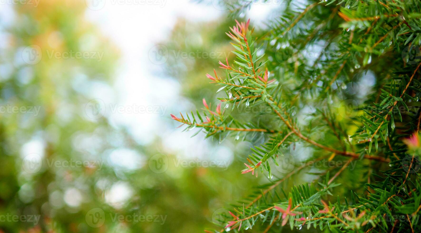 Abstract background of a  green pine tree Christmas natural bokeh, Beautiful abstract natural background. Defocused blurry sunny foliage of green pine trees Christmas background. photo