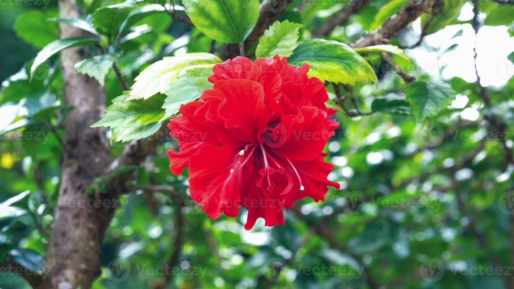 Red HIBISCUS ROSA-SINENSIS LINN flower, Close-up photo