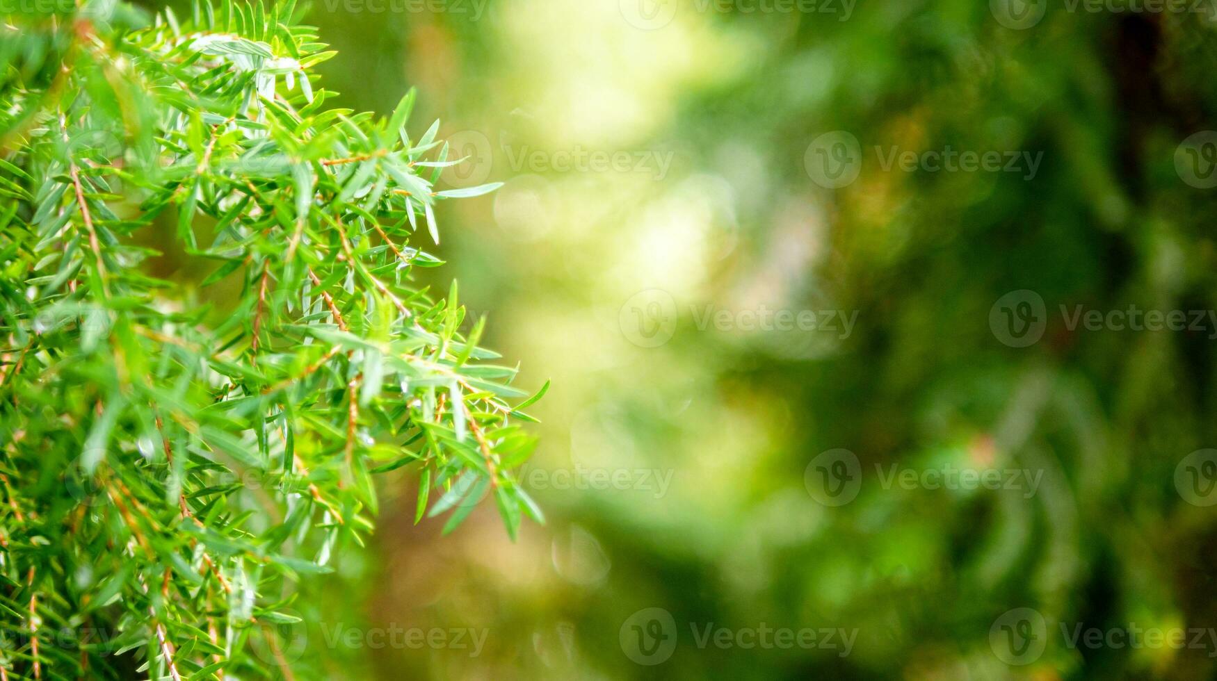 Abstract background of a  green pine tree Christmas natural bokeh, Beautiful abstract natural background. Defocused blurry sunny foliage of green pine trees Christmas background. photo