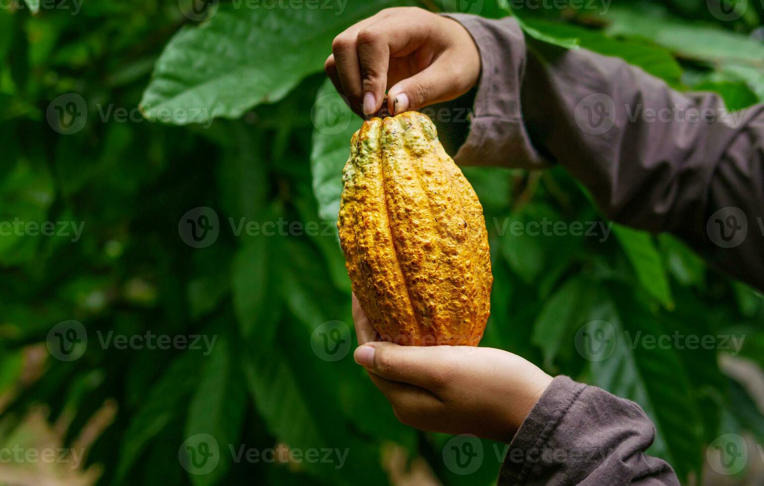 agriculture yellow ripe cacao pods in the hands of a boy farmer, harvested in a cocoa plantation photo