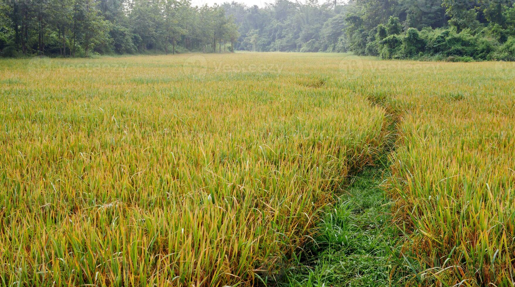 arroz campos con arroz granos cerca siendo cosechado con niebla y suave luz de sol en el mañana.granja arrozal y agricultura concepto. foto