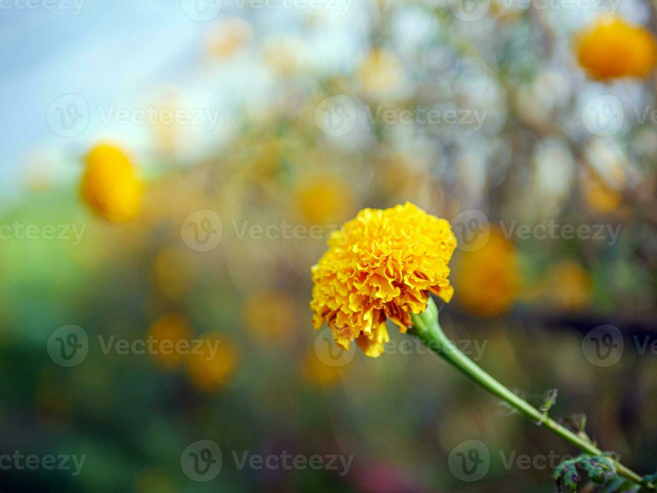 Beautiful orange marigold flowers in the field, Booming yellow marigold flower garden plantation in morning, close-up photo