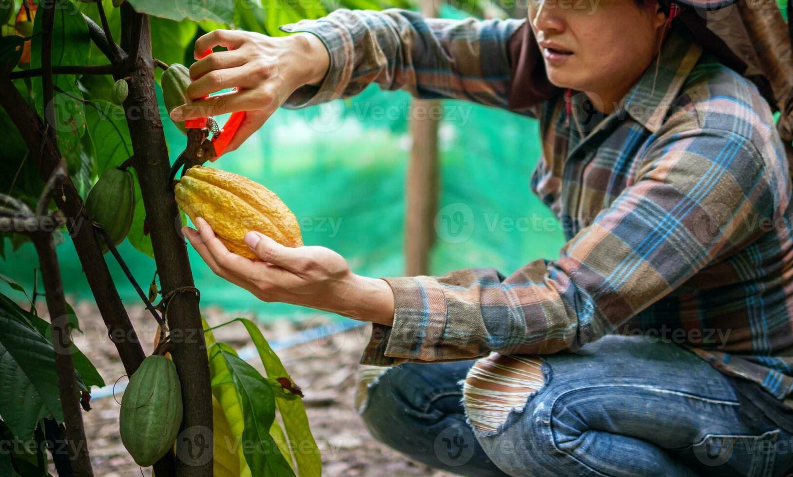 Cocoa farmer use pruning shears to cut the cocoa pods or fruit ripe yellow cacao from the cacao tree. Harvest the agricultural cocoa business produces. photo