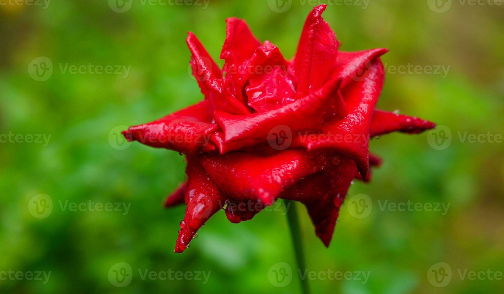 de cerca de hermosa brillante uno rojo Rosa en Rocío gotas después lluvia en el primavera jardín al aire libre y verde hoja difuminar en antecedentes foto