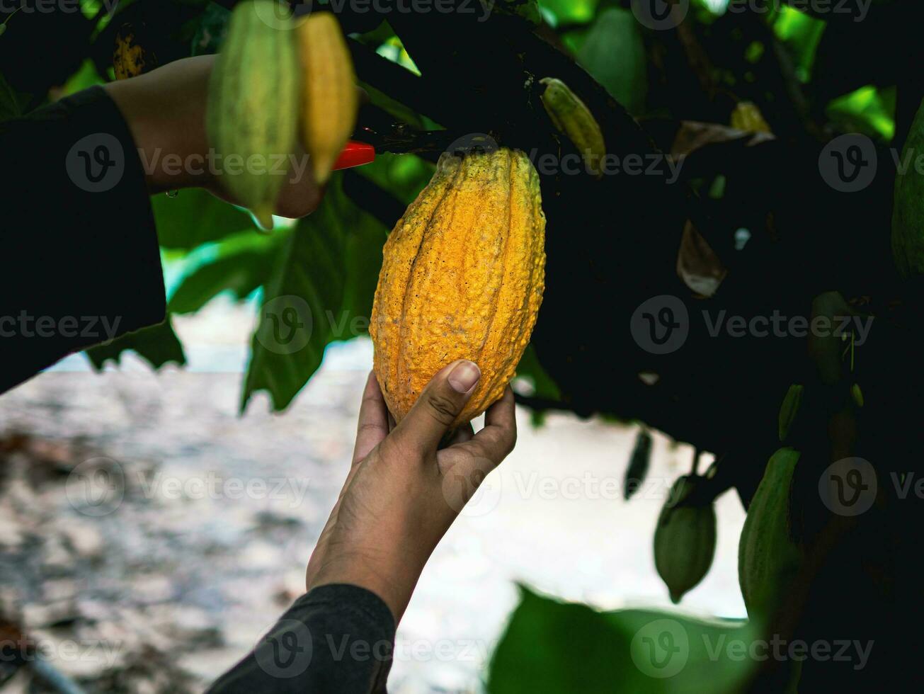 las manos de cierre de un agricultor de cacao usan tijeras de podar para cortar las vainas de cacao o el cacao amarillo maduro del árbol de cacao. cosecha que produce el negocio agrícola del cacao. foto