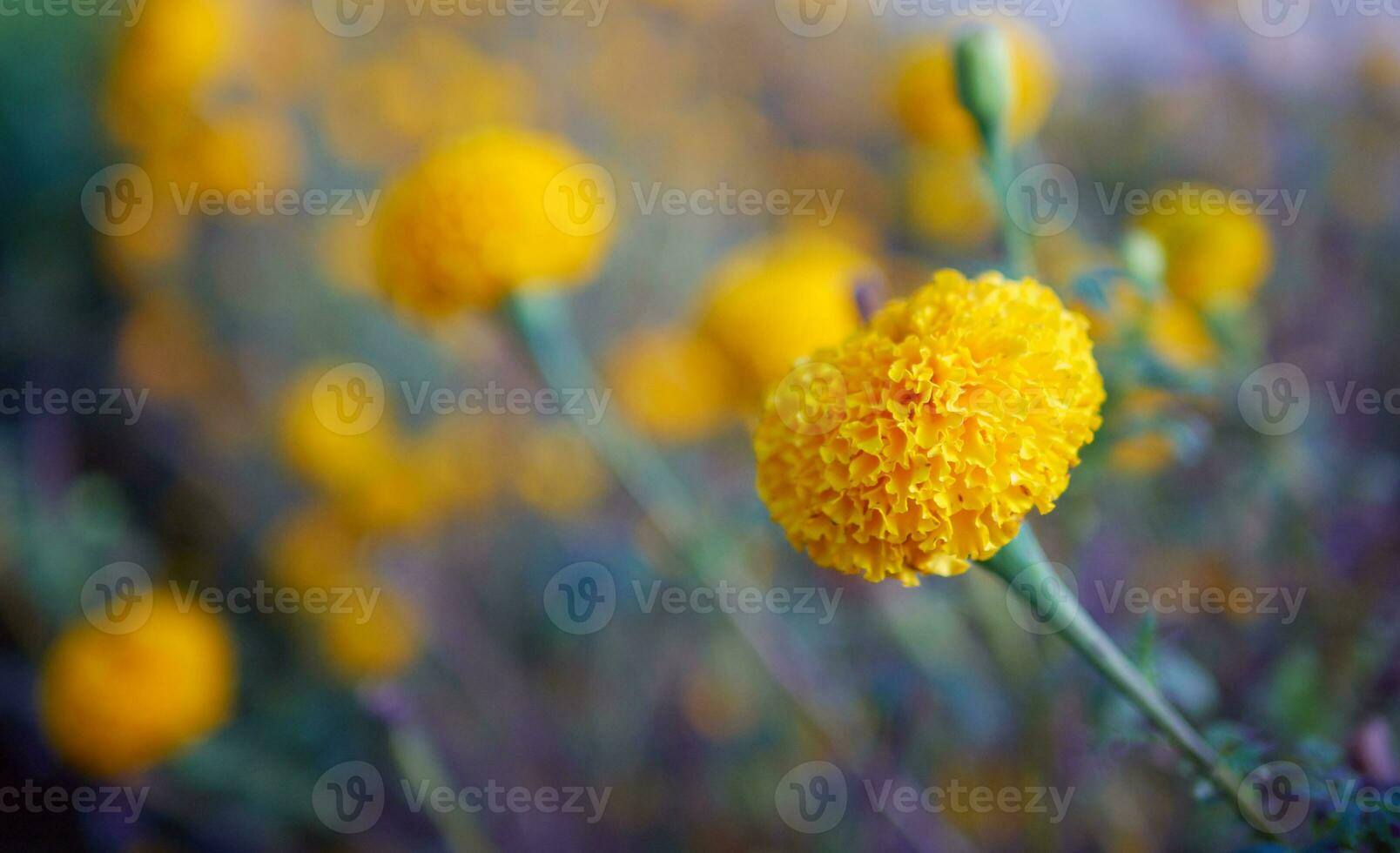 Beautiful orange marigold flowers in the field, Booming yellow marigold flower garden plantation in morning, close-up photo