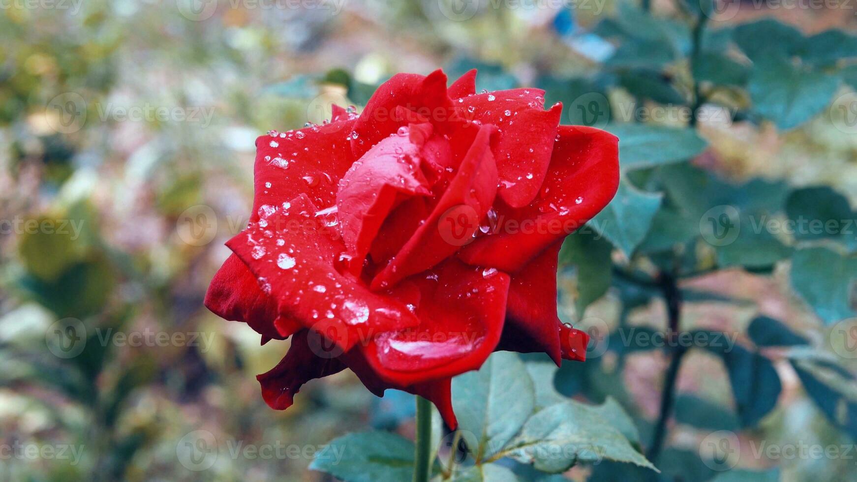 de cerca de hermosa brillante uno rojo Rosa en Rocío gotas después lluvia en el primavera jardín al aire libre y verde hoja difuminar en antecedentes foto