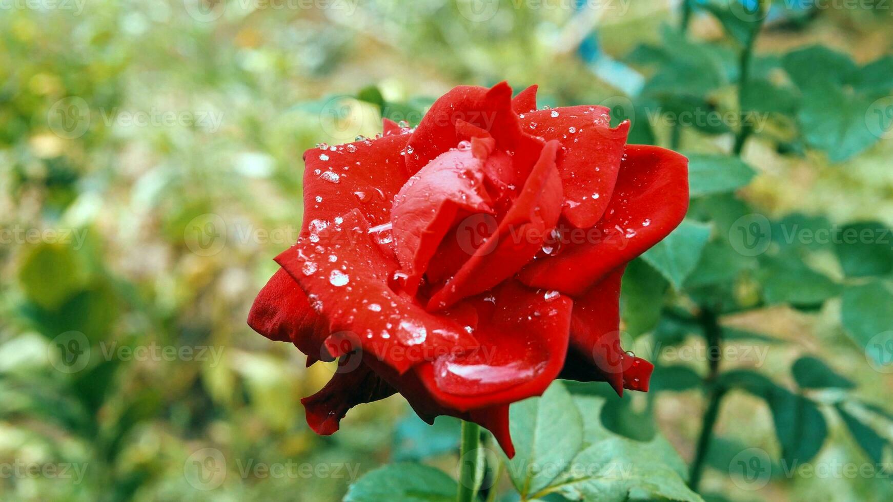 Close-up of Beautiful bright one red rose in dew drops after rain in the spring garden outdoors and green leaf blur in background photo