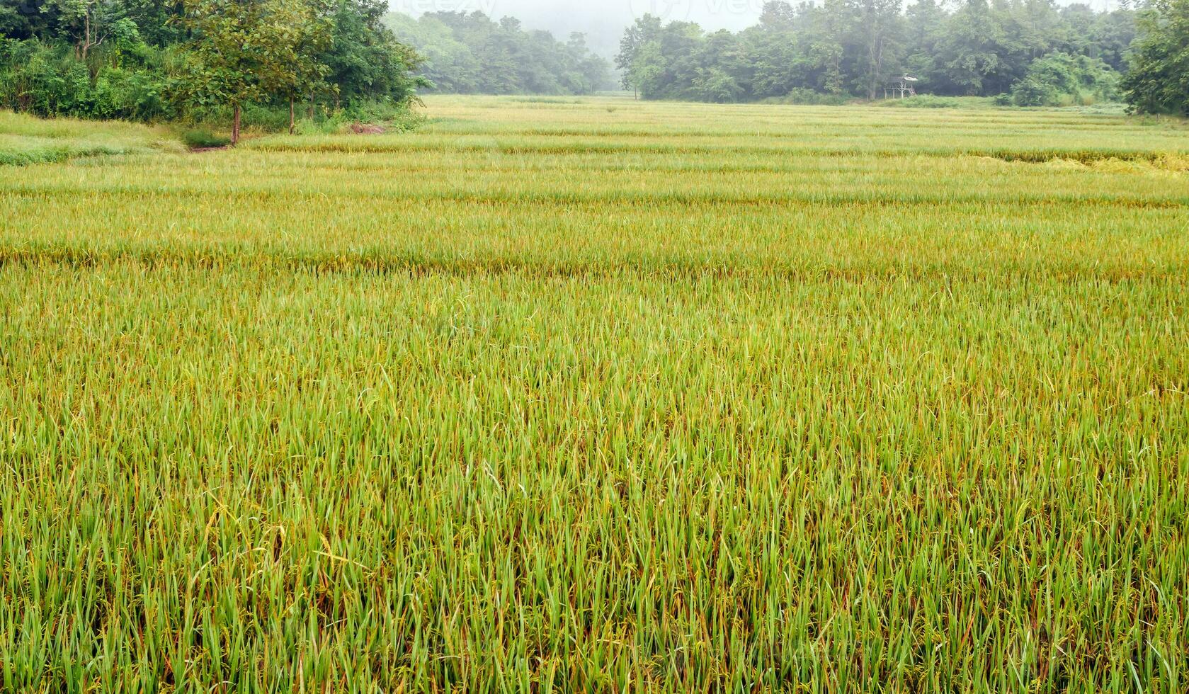 Rice fields with rice grains near being harvested with mist and soft sunlight in the morning.Farm paddy and agriculture concept. photo