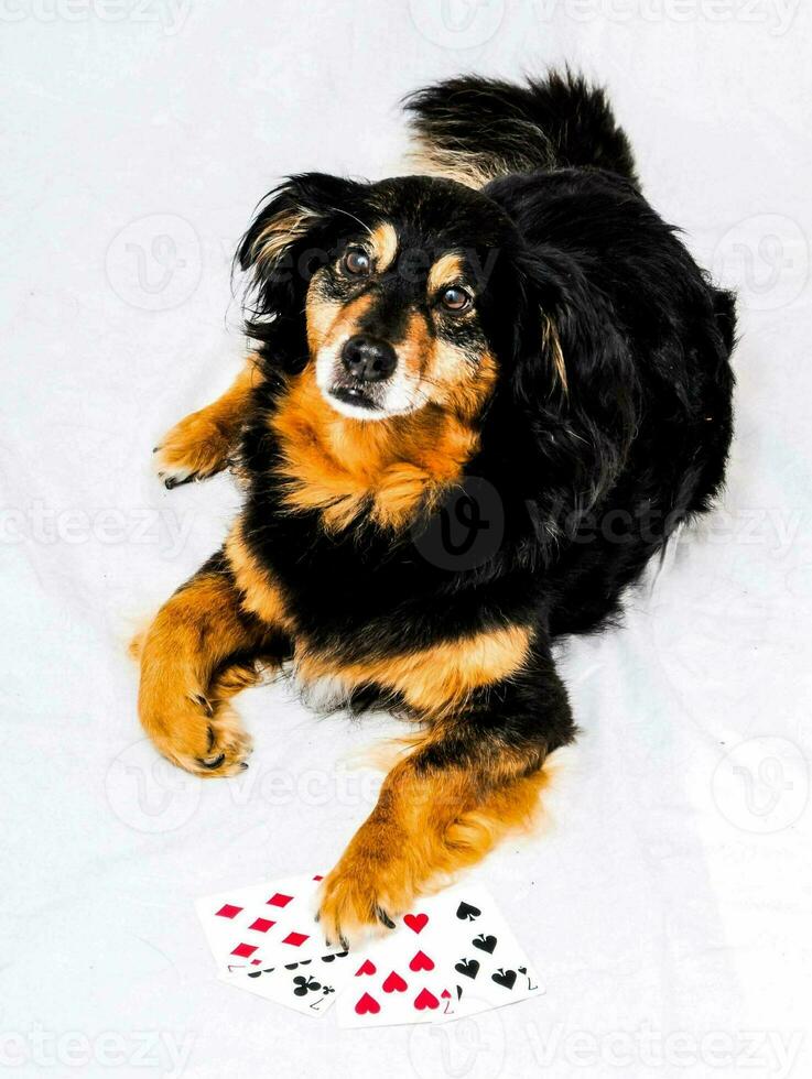 a dog laying on a white background with playing cards photo