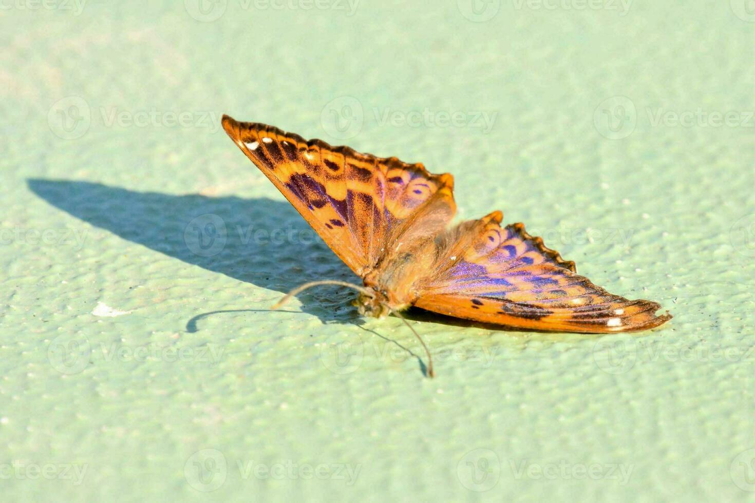 a butterfly on a green surface with a brown and white pattern photo