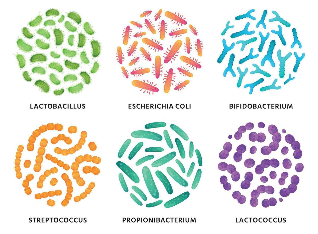 probióticos lactobacilo, bifidobacteria y lactococcus probiótico bacterias en círculo. bueno bacterias vector ilustración conjunto