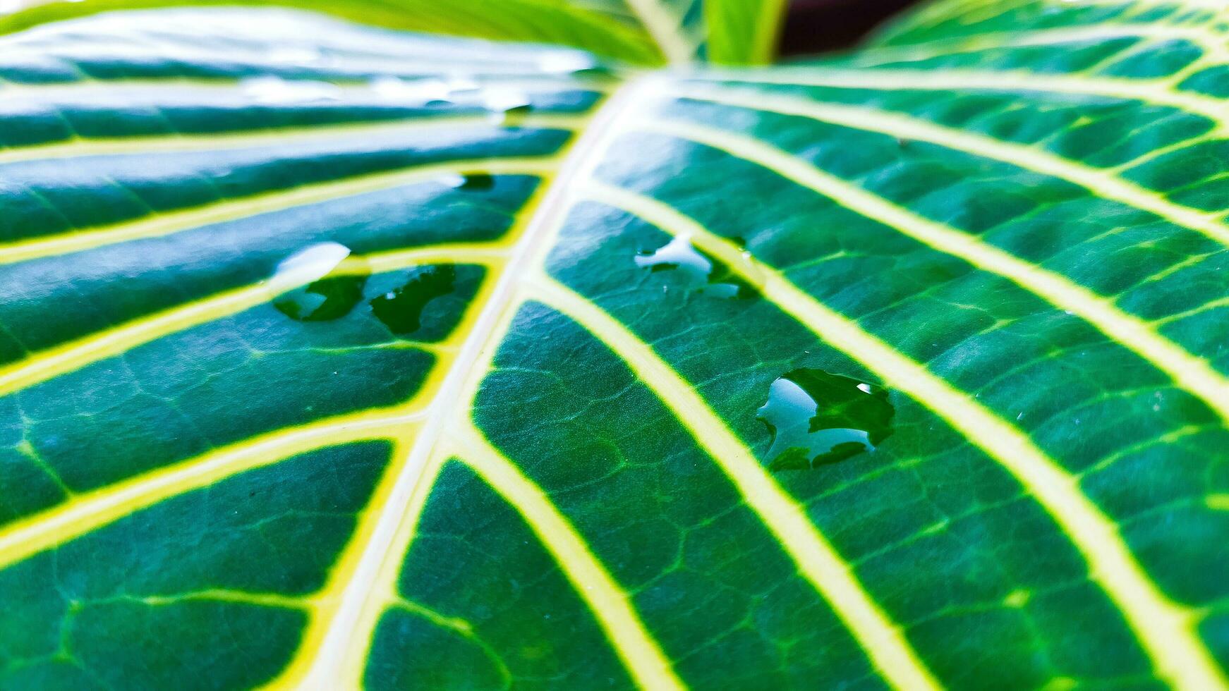 the leaves are green with a beautiful yellow stripe photo