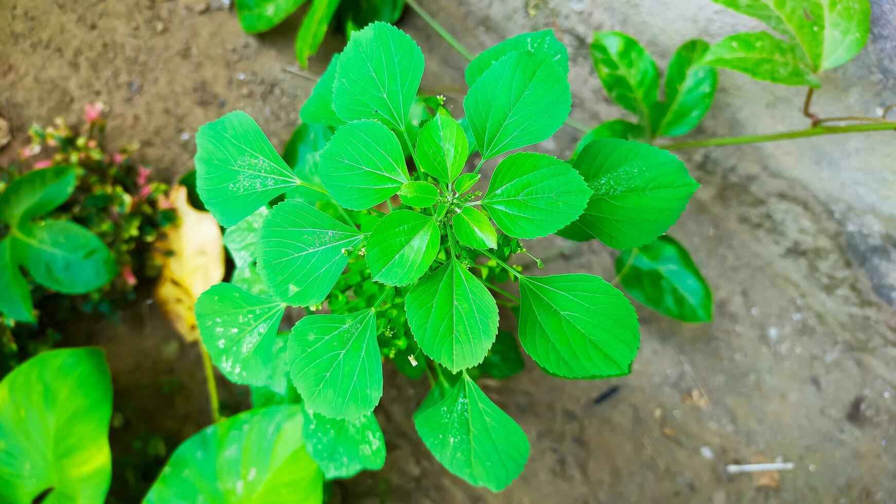 very fresh green leaves in the garden photo