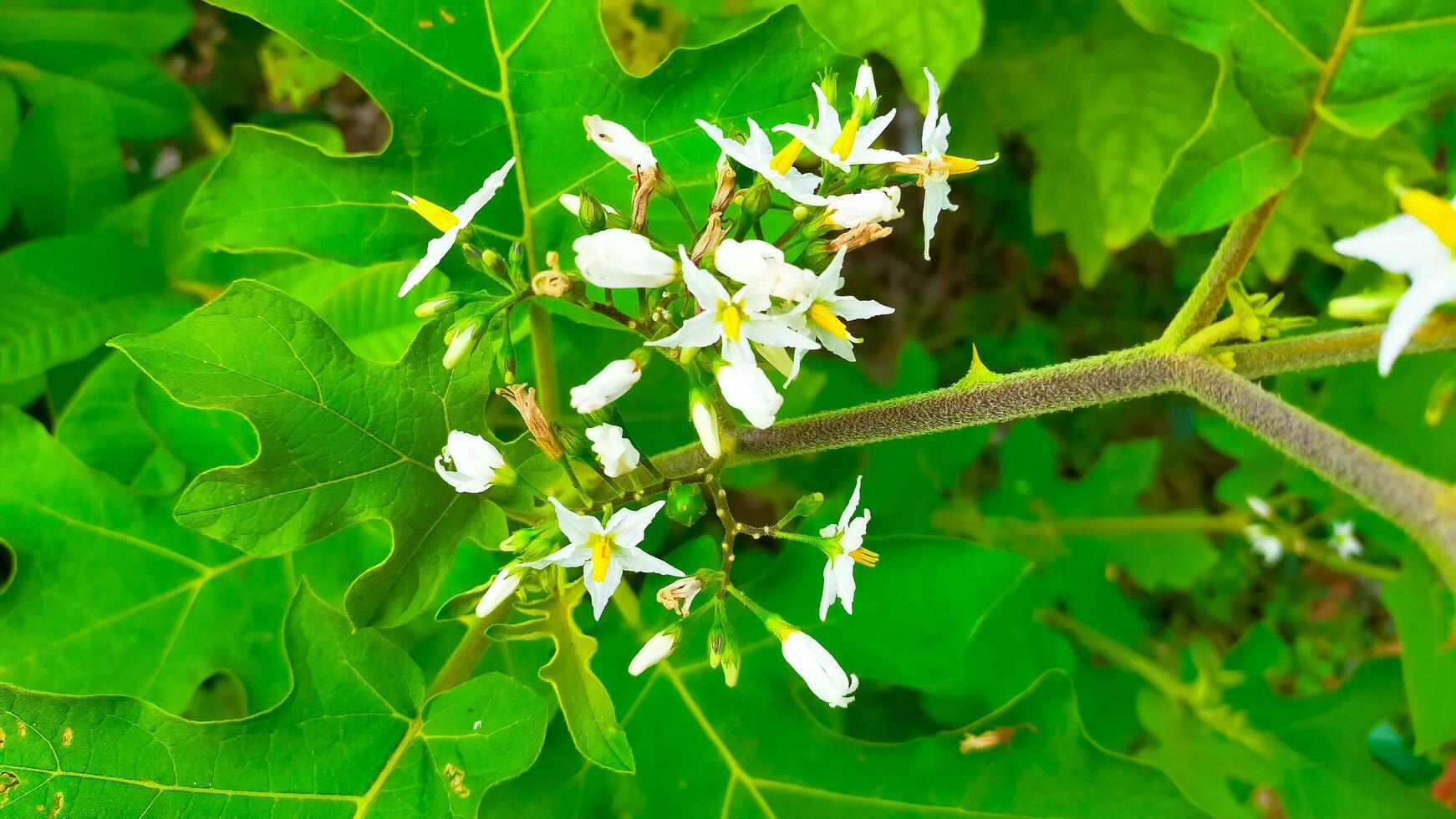 small white flowers begin to bloom photo