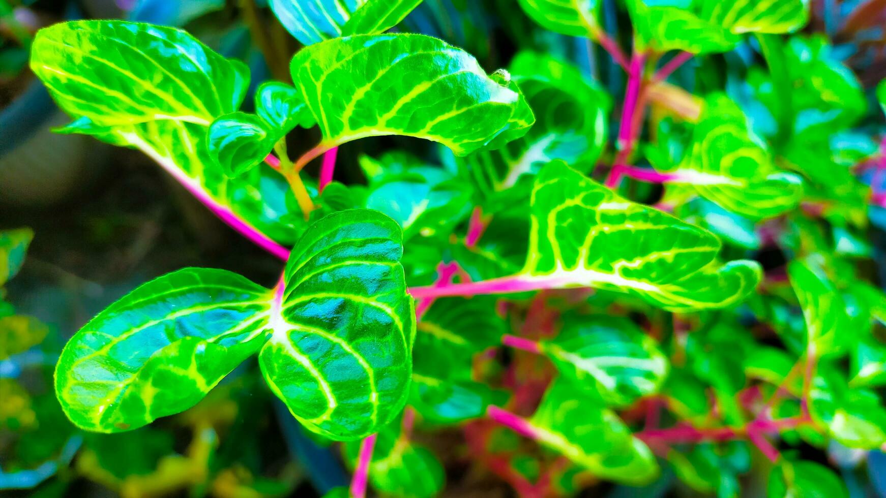 green leaves patterned with red stems photo