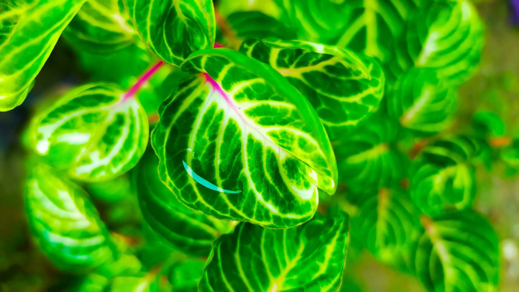 green leaves patterned with red stems photo