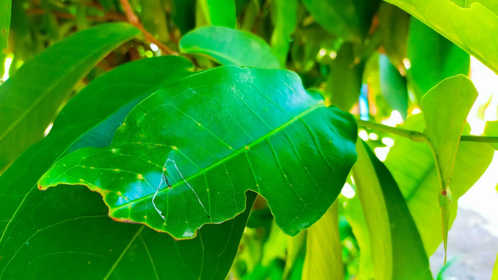 very fresh green leaves in the garden photo