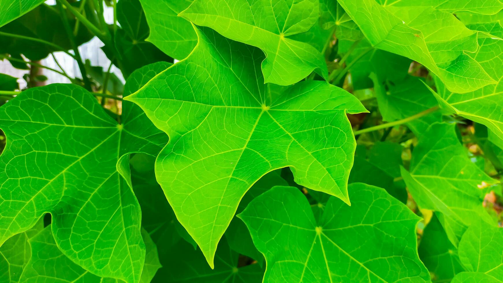 very fresh green leaves in the garden photo