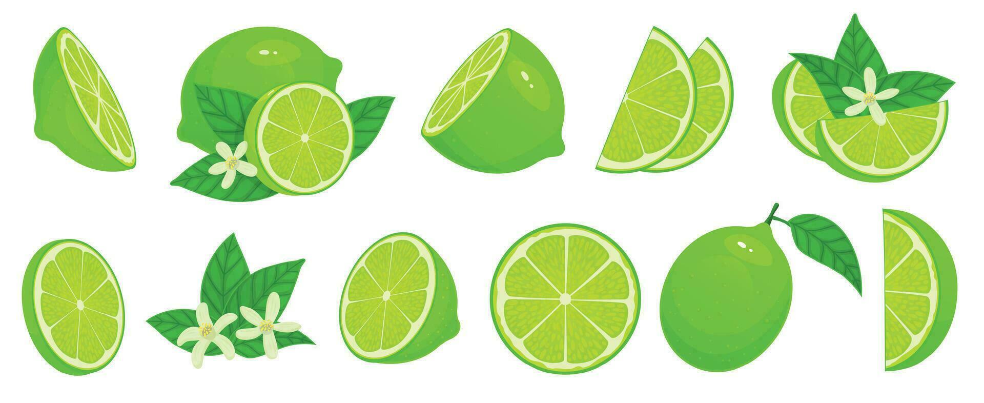 Cartoon lime. Limes slices, green citrus fruit with leaves and lime blossom isolated vector illustration set