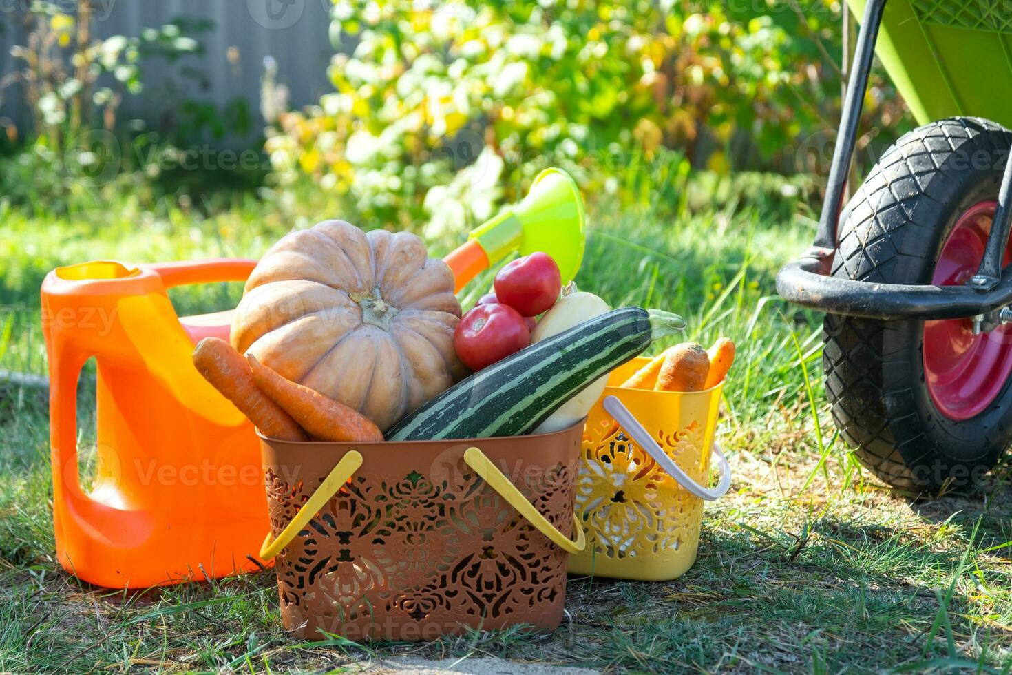 Harvesting vegetables in the garden, pumpkin, zucchini, tomatoes, carrots in a basket next to a watering can and a garden cart. Harvest festival, gifts of autumn, cultivation of eco-friendly products photo