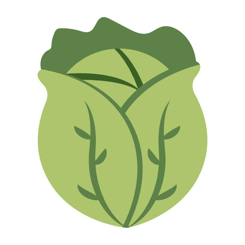 Modern design icon of cabbage vector