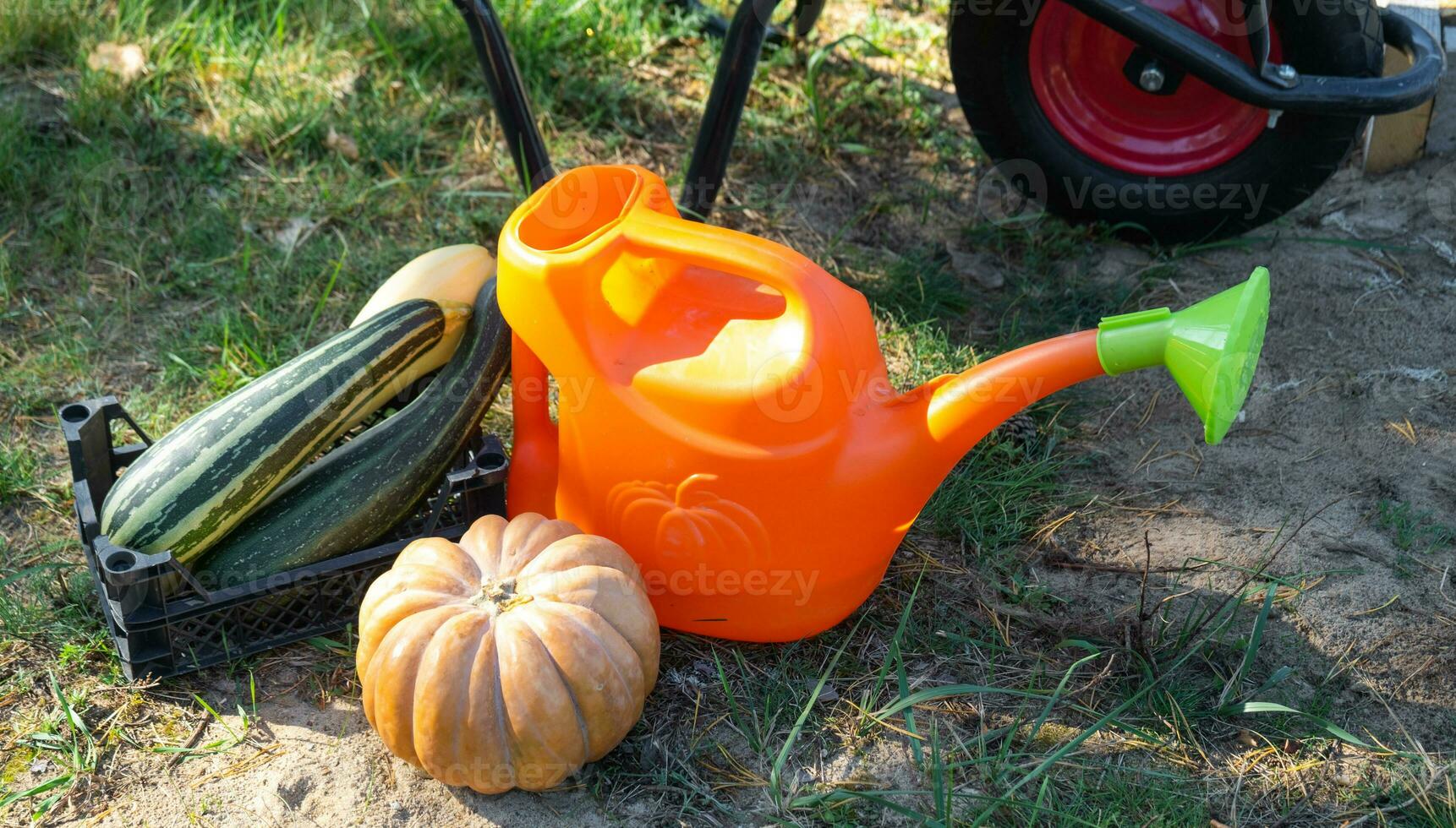 cosecha vegetales en el jardín, calabaza, calabacín, Tomates, zanahorias en un cesta siguiente a un riego lata y un jardín carro. cosecha festival, regalos de otoño, cultivo de Respetuoso del medio ambiente productos foto