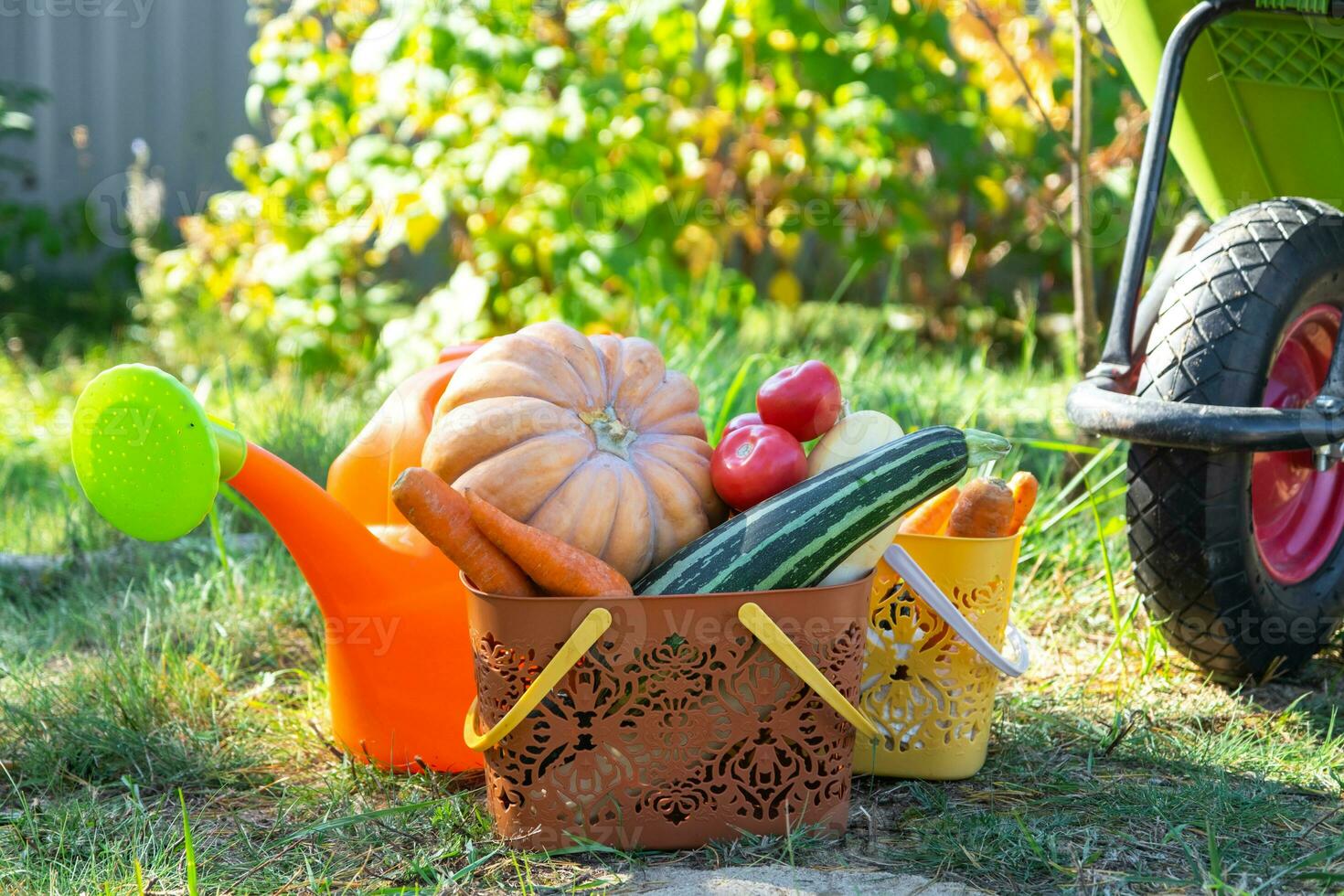 Harvesting vegetables in the garden, pumpkin, zucchini, tomatoes, carrots in a basket next to a watering can and a garden cart. Harvest festival, gifts of autumn, cultivation of eco-friendly products photo