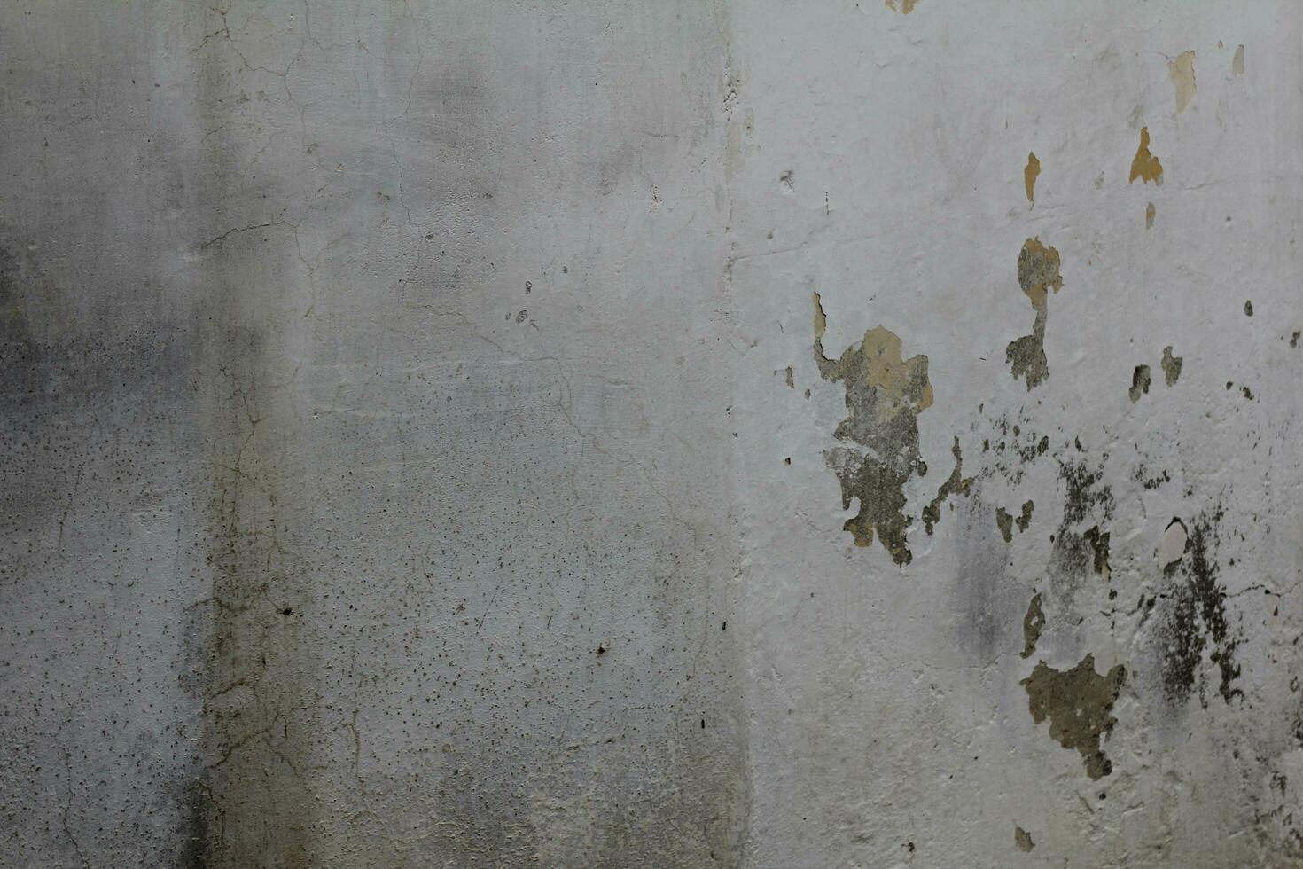 Black mold wall microbe allergen indoor danger. Biology bacteria damage death disease infection hazard allergy spot virus humidity pathogen photo