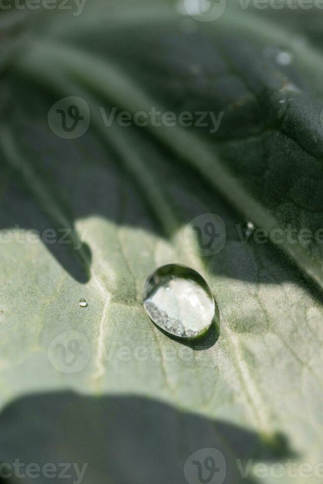 Green cabbage leaf with a drop of water, close-up. Nature concept photo